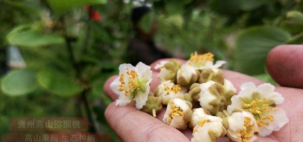 2019年北方猕猴桃产区出现的“一粉难求”，猕猴桃花粉求购无门，严重的“粉荒”说明了什么？
