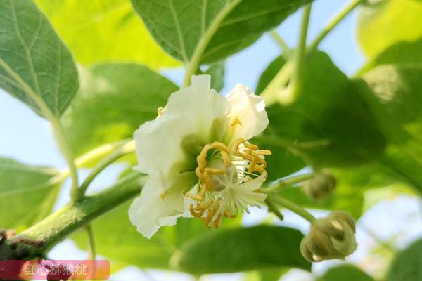 组织贵州六盘水有机猕猴桃花粉产业相关企业提升种植积极性