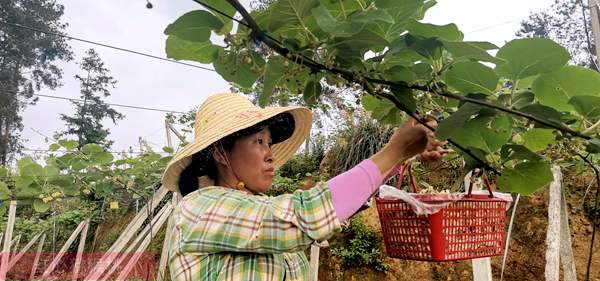 江西东乡建设国际标准猕猴桃特色产区 年产100万的猕猴桃苗木组培繁育工厂