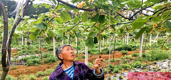生产栽培管理水平也影响贵州凯里红心猕猴桃品质