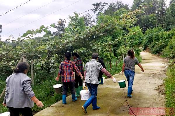 猕猴桃果园施肥 猕猴桃果园施肥