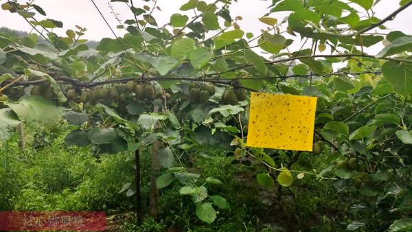 七、八月份紅心獼猴桃田間管理種植技術要點夏季