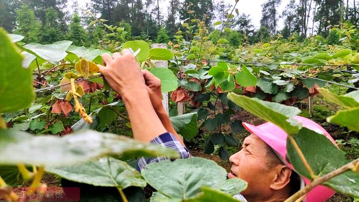 山东省淄博市博山区源泉镇农户正忙着采摘猕猴桃