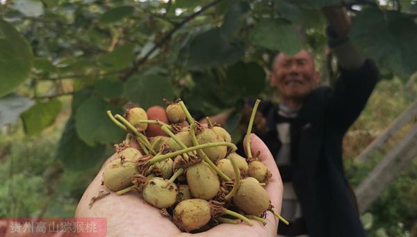 贵州播宏绿色生态猕猴桃