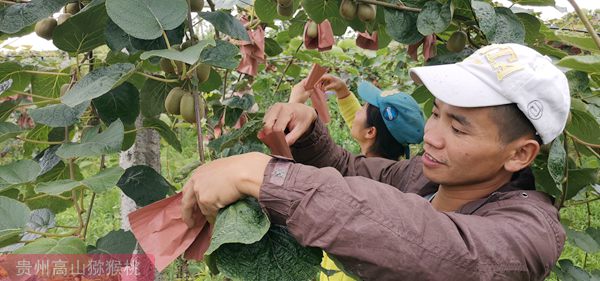 陕西本真果业打造猕猴桃加工物流产业园 为有机猕猴桃发展助力