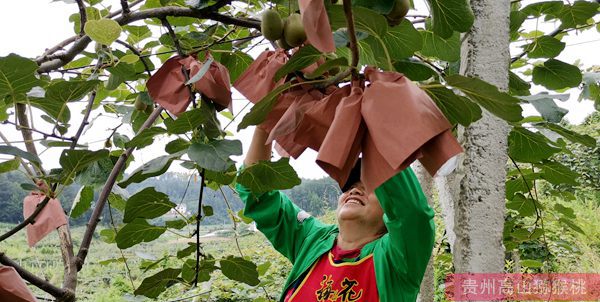 贵州省黔西县林泉镇海子村生态农业园贵长猕猴桃喜获丰收