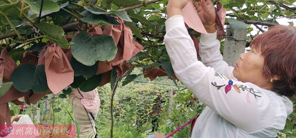贵州省毕节市七星关区尝试种植新型软枣猕猴桃苗
