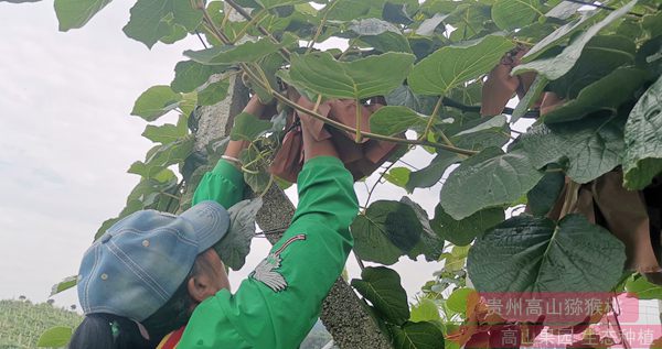 微博微信都来宣传湖南八旬老人种植的网红猕猴桃