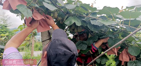 武汉植物所专家实地考察凉山猕猴桃资源