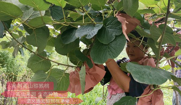 该猕猴桃果品品质在贵州乃至全国都居同行业之首