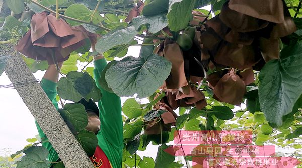 红心猕猴桃和无籽猕猴桃等品种在县科技局相关基地中试种