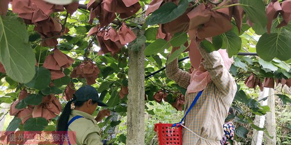 陕西省提升猕猴桃生产机械化水平