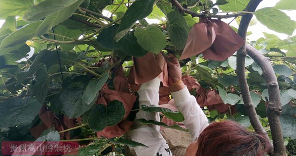 CCTV到乐业县采访猕猴桃产业发展情况