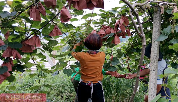 山区农民刘国学为了提高猕猴桃的果品质量