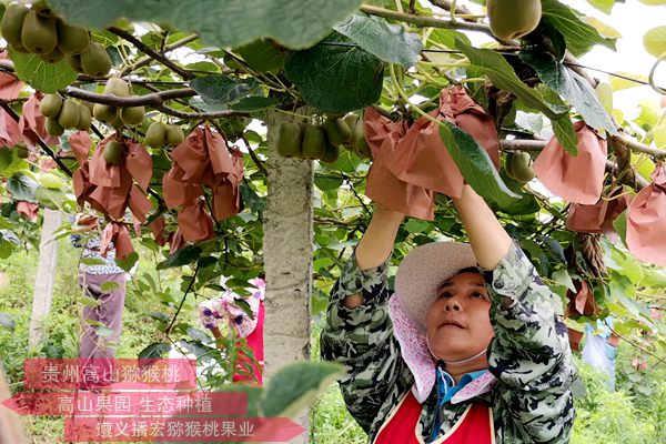 “猕猴桃经济”成为周至农民增收的支柱产业