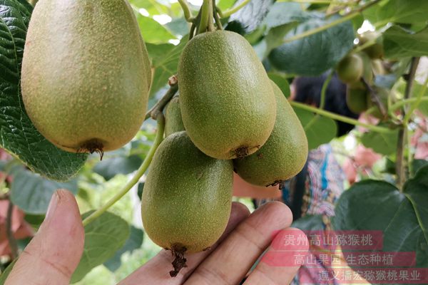 四川德阳种植的红心猕猴桃发往台湾地区