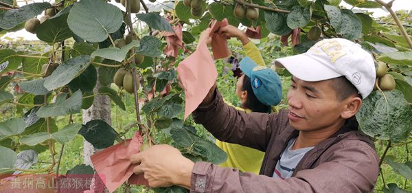 四川德阳种植的红心猕猴桃发往台湾地区