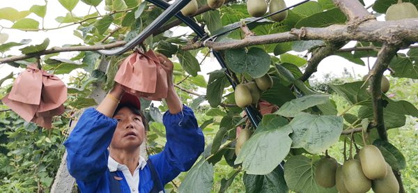 河南西峡县果然风情实业有限公司果浆车间的工人们正在分拣猕猴桃