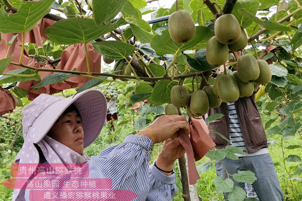 农业局负责人介绍作为中国猕猴桃之乡