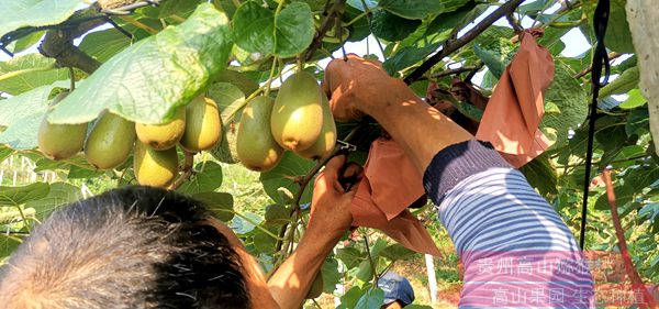 蒲江电商创业园正式运营 网销猕猴桃和丑柑成为主力