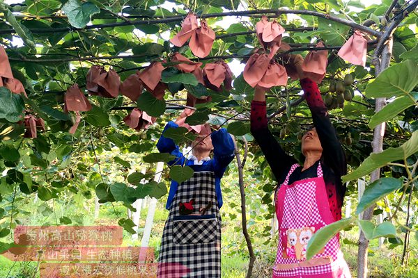 大力发展“庭院经济”活动中承包集黑蕊猕猴桃
