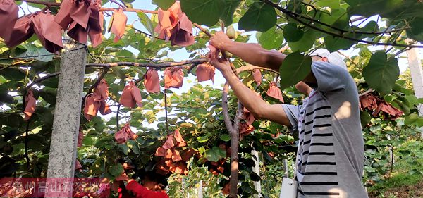 红心猕猴桃的丰产期有几年科技种植园