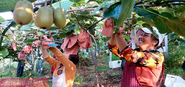 贵州水城县种生态绿色猕猴桃 大幅提升红心猕猴桃品质