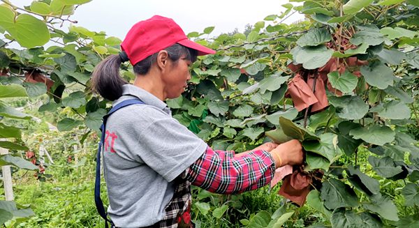 浙江武义县猕猴桃种植户自创授粉新法 同时引进新品红心猕猴桃