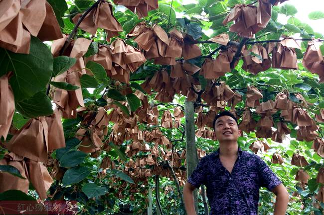 红心猕猴桃幼果 红心猕猴桃幼果