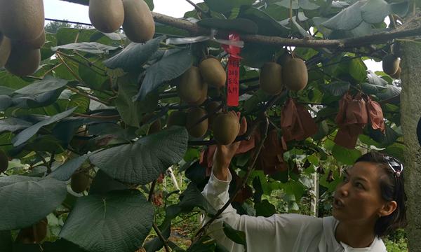 四川雅安天全縣鼓勵農戶大力發展獼猴桃種植業
