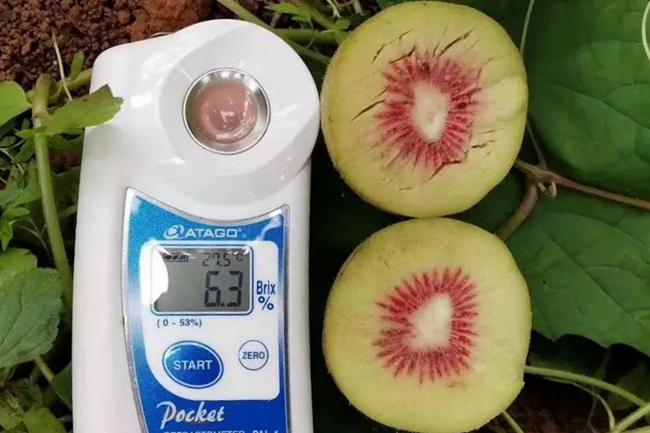 红心猕猴桃糖度测量