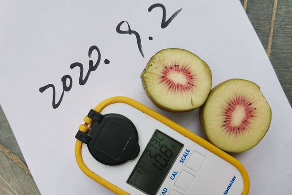 红心猕猴桃成熟测量