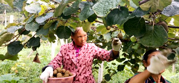 湖南冷水江旭翔农业开发有限公司的猕猴桃种植基地位于金竹山镇坪塘居委会