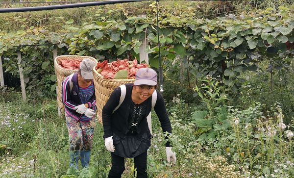 湖南和贵州遵义有机猕猴桃成熟和上市的时间是几月份价格多少钱一斤销售