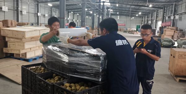2019年贵州遵义高山红心猕猴桃上市了