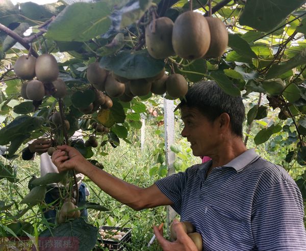 雅安猕猴桃果园照片