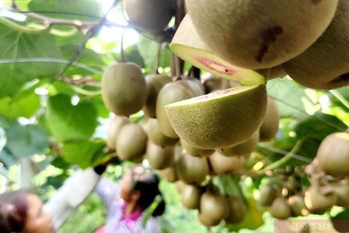 雅安猕猴桃果园照片