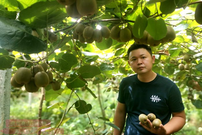 贵州省六盘水猕猴桃果园照片