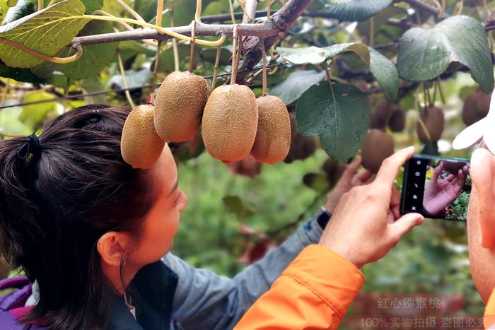 四川猕猴桃发展成产值过百亿支柱产业