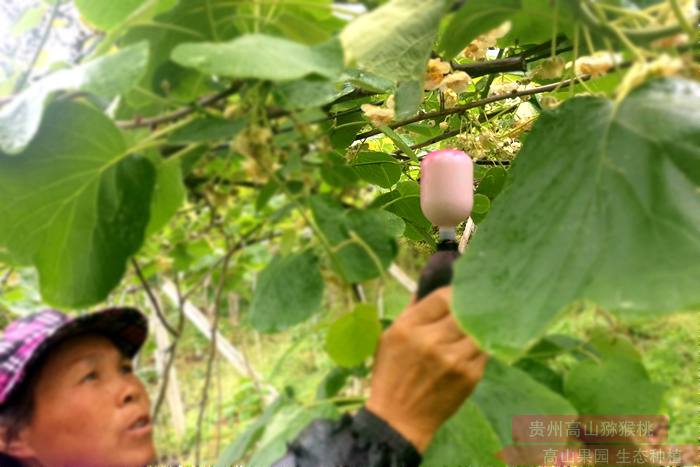 东红猕猴桃花粉