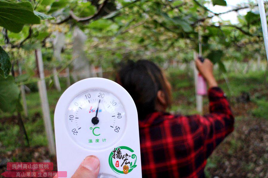 The environmental temperature during pollination has a significant impact on the fruit-setting rate of kiwifruit