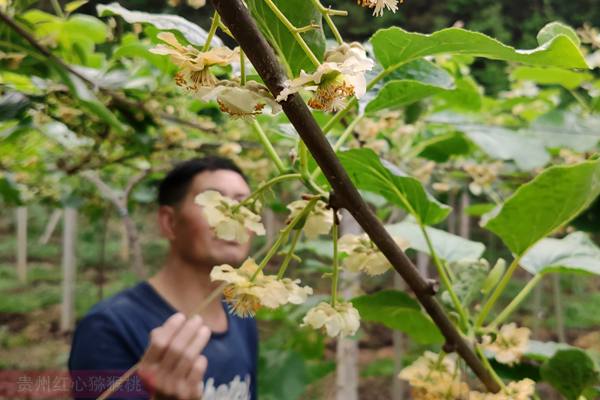 猕猴桃花粉价格