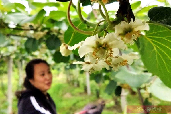 有机红心猕猴桃授粉