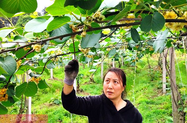 软枣猕猴桃授粉