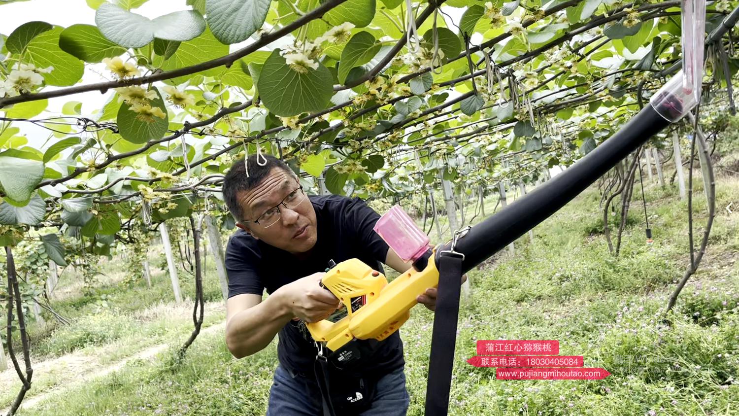 Using a new lithium battery kiwi pollination machine Using a new lithium battery kiwi pollination machine