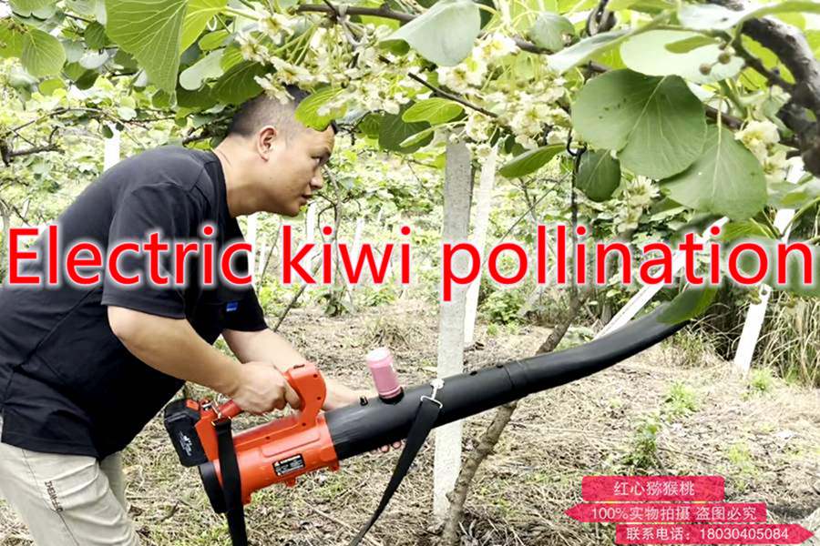 猕猴桃花粉