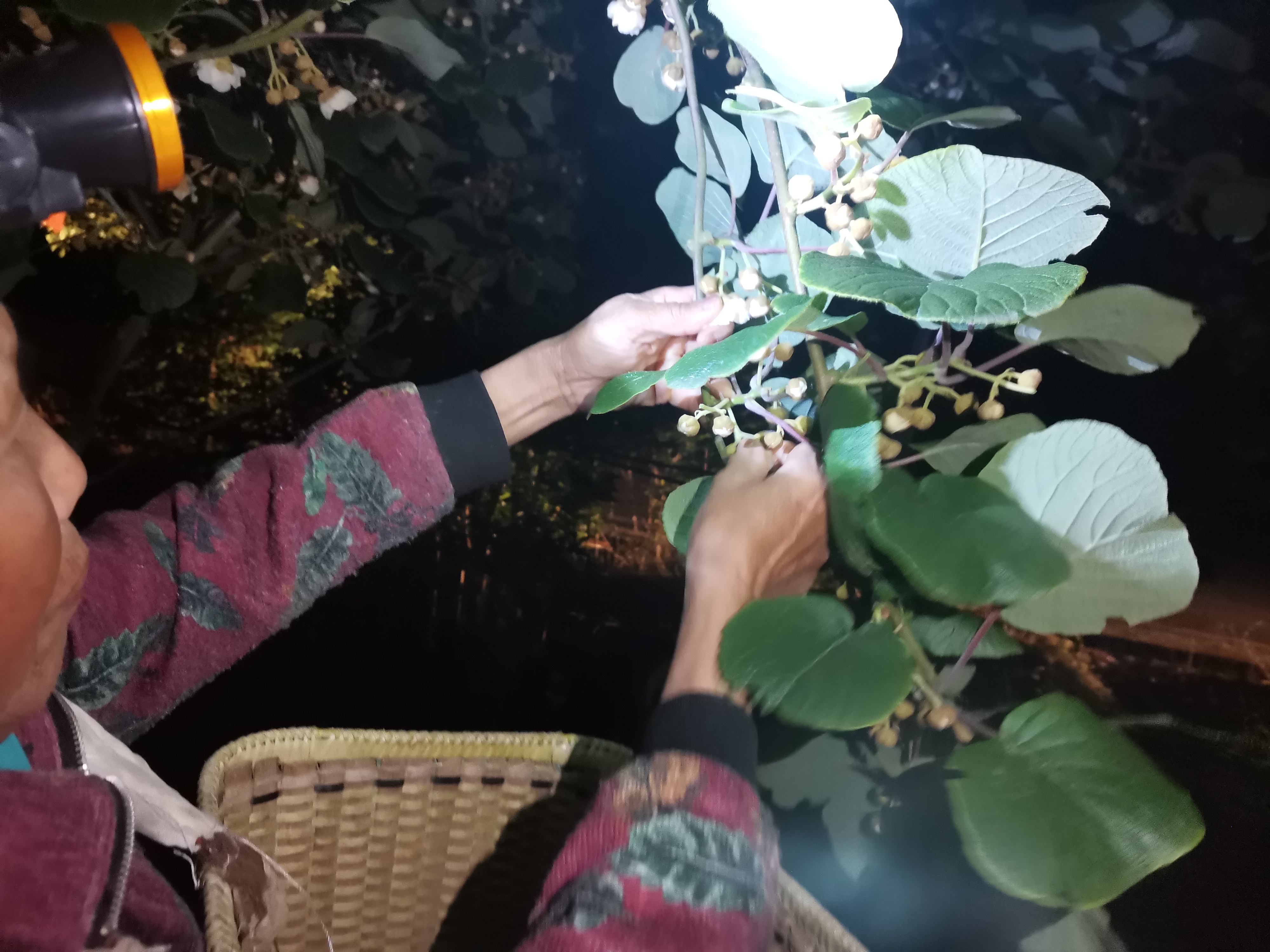 重庆文理学院兰建彬撰写猕猴桃幼树牵引栽培的思考