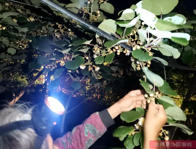 凌晨起来采摘猕猴桃花蕾