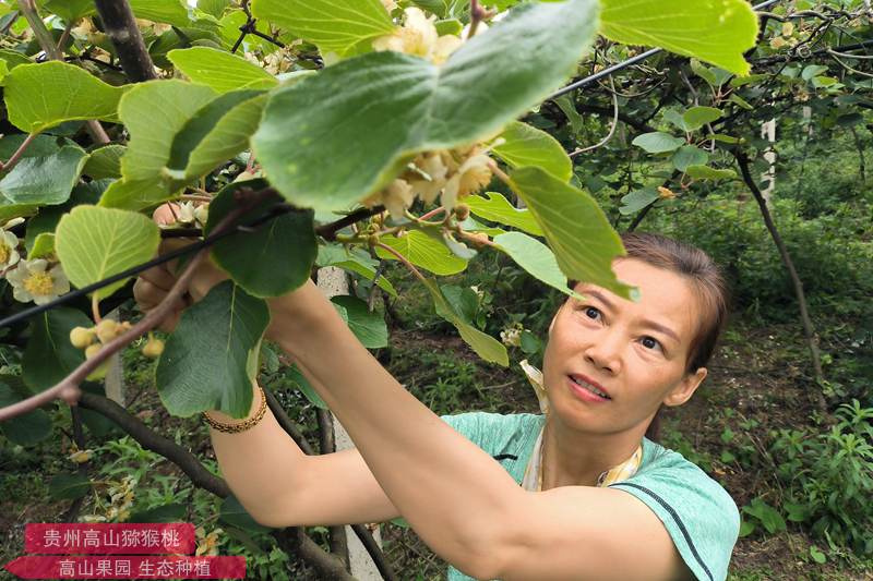 猕猴桃公花采摘