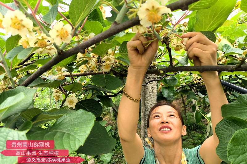 猕猴桃花采摘